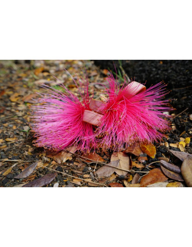 Pink shaving brush tree (Pseudobombax...