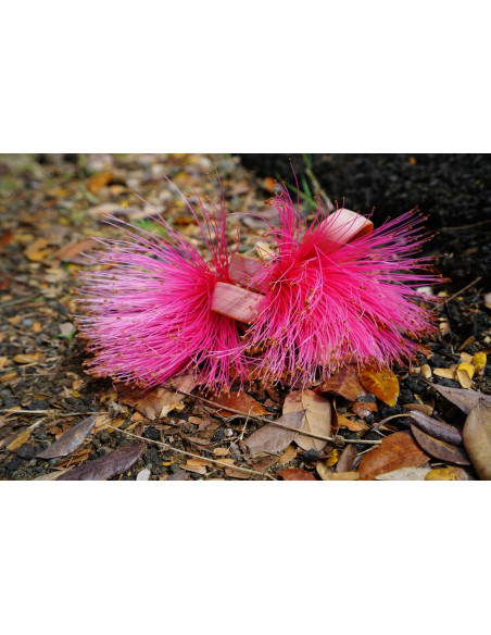 Pink shaving brush tree (Pseudobombax ellipticum) RARE ENDEMIC TREES FROM SOUTHAMERICA & MEXICO BUY RARE SUCULENT