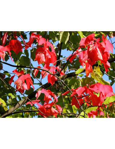 Red maple (Acer rubrum) Live plants for sale -...