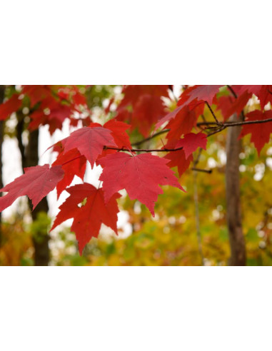 Red maple (Acer rubrum) Live plants for sale -...