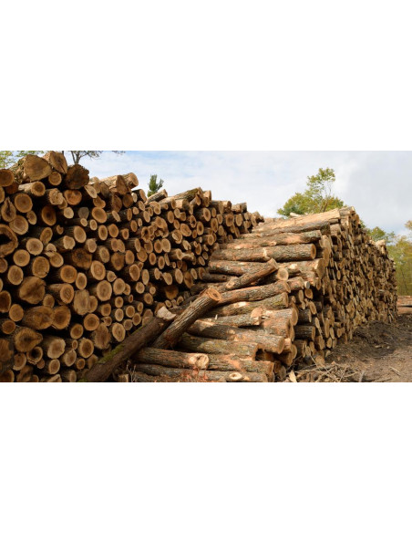 1 Arbolito de Maple Canadiense (Acer saccharum) Arce de canada, o arce azucarero