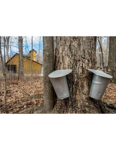 1 Arbolito de Maple Canadiense (Acer saccharum)...