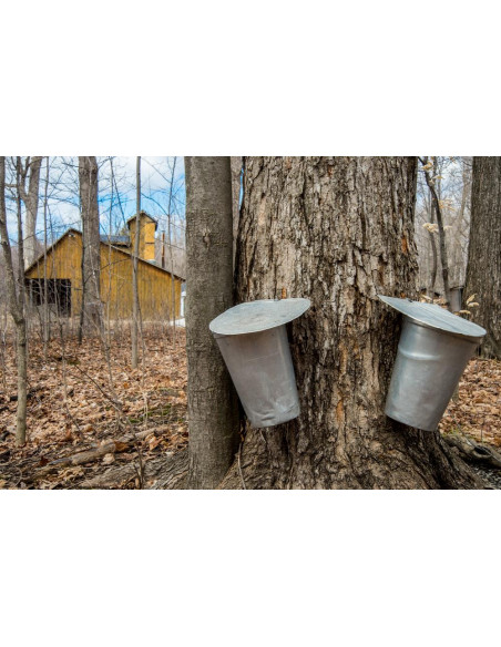 Sugar Maple (Acer saccharum) we offer rare trees, and worldwide shipping !