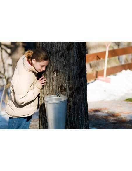 Sugar Maple (Acer saccharum) we offer rare trees, and worldwide shipping !