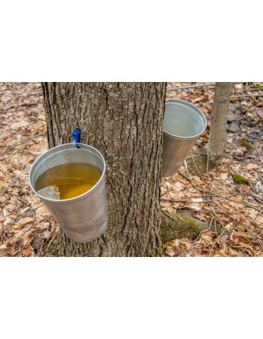 1 Arbolito de Maple Canadiense (Acer saccharum)...