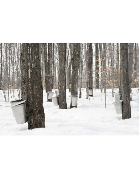 Sugar Maple (Acer saccharum) we offer rare trees, and worldwide shipping !