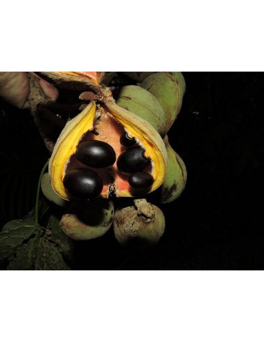 1 Arbolito de Arbol de panama - Sterculia apetala (Arbol gigante y hermoso El panamá, camoruco o anacahuita)