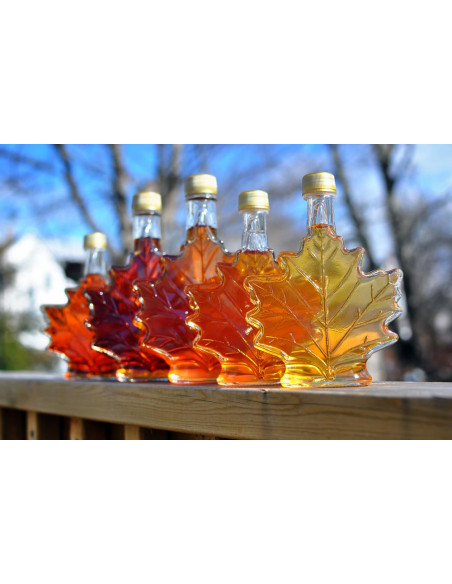 Sugar Maple (Acer saccharum) we offer rare trees, and worldwide shipping !