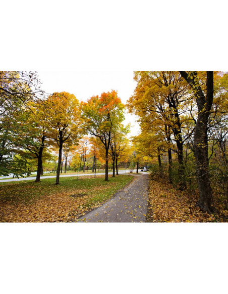 Sugar Maple (Acer saccharum) we offer rare trees, and worldwide shipping !