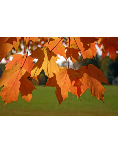 1 Arbolito de Maple Canadiense (Acer saccharum)...