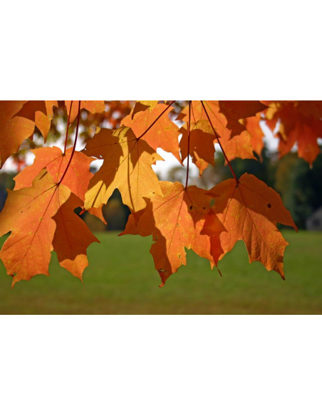 Sugar Maple (Acer saccharum) we offer rare trees, and worldwide shipping !