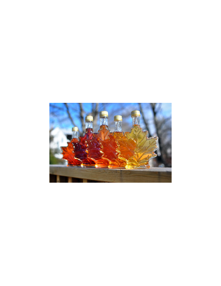 Sugar Maple (Acer saccharum) we offer rare trees, and worldwide shipping !