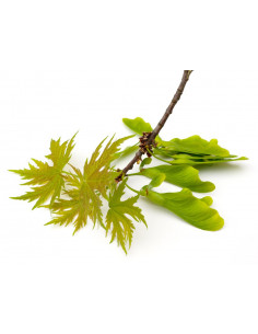 Arce plateado (Acer...