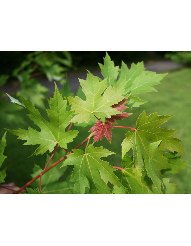 Silver maple (Acer saccharinum) Live tree ON...