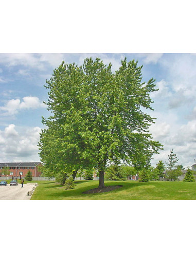 Arce plateado (Acer saccharinum) 1 Arbolito en...