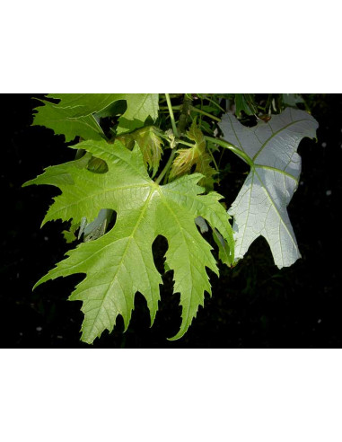 Silver maple (Acer saccharinum) Live tree ON...