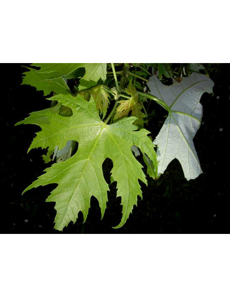 Silver maple (Acer saccharinum) Live tree ON SALE!- Buy online - THE GREENS SHOP CO. Farms