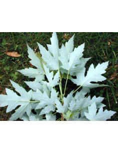 Arce plateado (Acer... 2