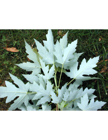 Silver maple (Acer saccharinum) Live tree ON...