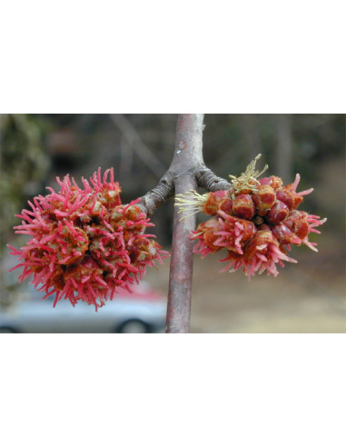 Silver maple (Acer saccharinum) Live tree ON...