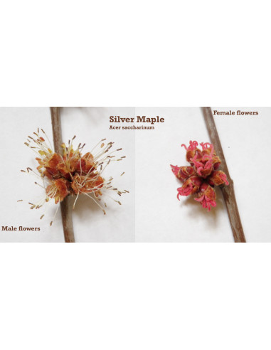 Arce plateado (Acer saccharinum) 1 Arbolito en...