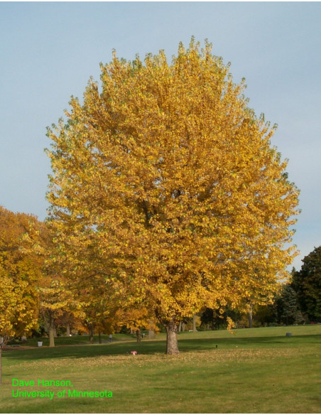 Silver maple (Acer saccharinum) Live tree ON SALE!- Buy online - THE GREENS SHOP CO. Farms