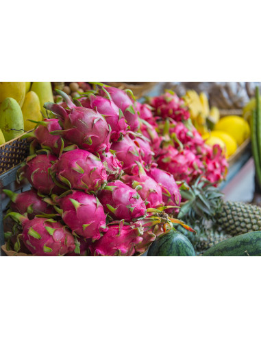 Dragon fruit (Hylocereus undatus) White fleshed edible pitahaya - Worlddwide orders accepted