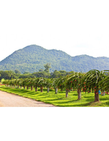 Dragon fruit (Hylocereus undatus) White fleshed...