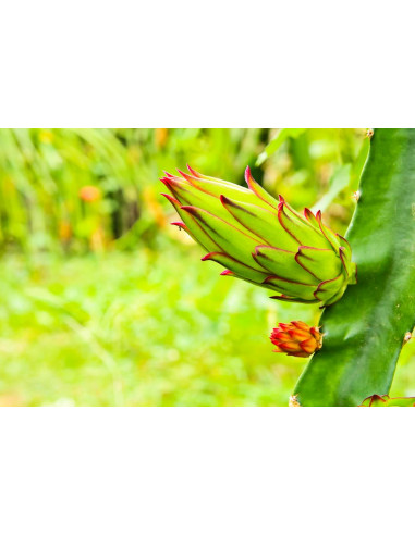 Pitahaya roja (Hylocereus undatus) Pitaya,...