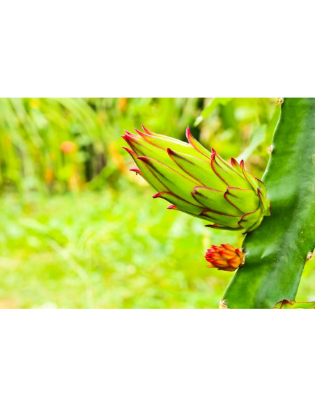 Dragon fruit (Hylocereus undatus) White fleshed edible pitahaya - Worlddwide orders accepted