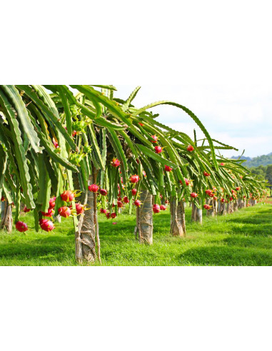 Pitahaya roja (Hylocereus undatus) Pitaya,...