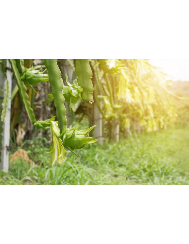 Dragon fruit (Hylocereus undatus) White fleshed...