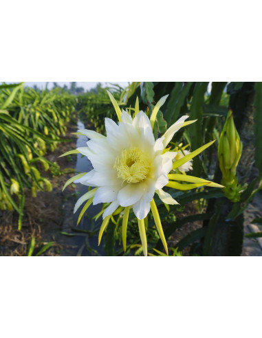 Dragon fruit (Hylocereus undatus) White fleshed...