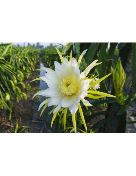 Dragon fruit (Hylocereus undatus) White fleshed edible pitahaya - Worlddwide orders accepted
