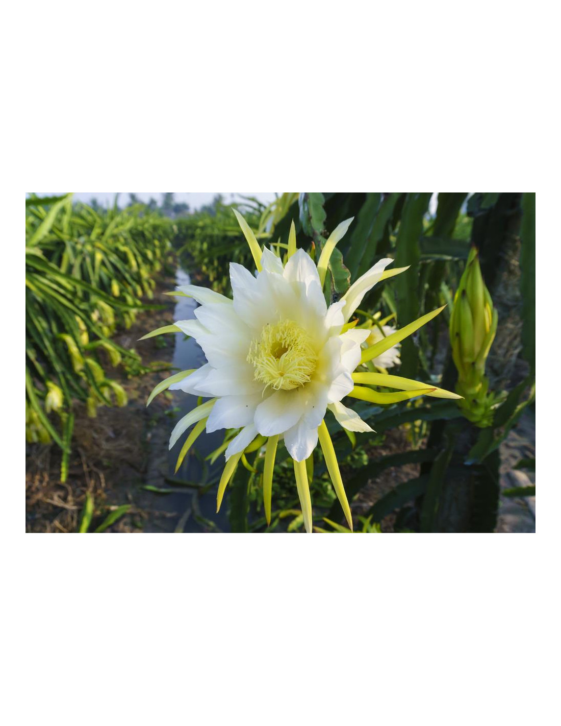 Dragon Fruit (Hylocereus Undatus) White Fleshed Edible Pitahaya ...