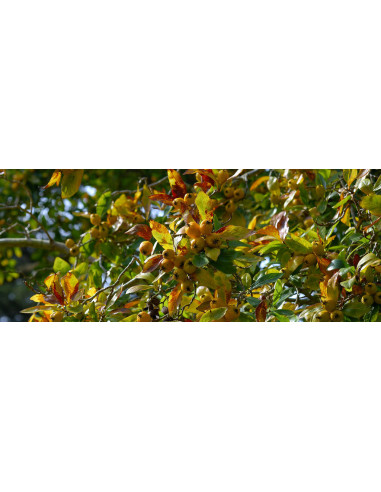 Mexican hawthorn, Manzanita or tejocote fruit live bearing fruits tree (Crataegus mexicana) 2 YEAR GRAFT