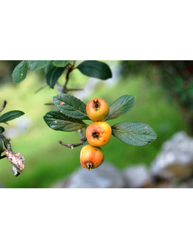Mexican hawthorn, Manzanita or tejocote fruit...