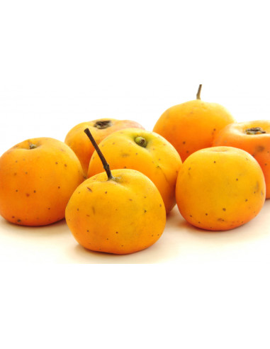 1 Arbolito de Tejocote (Crataegus mexicana)...