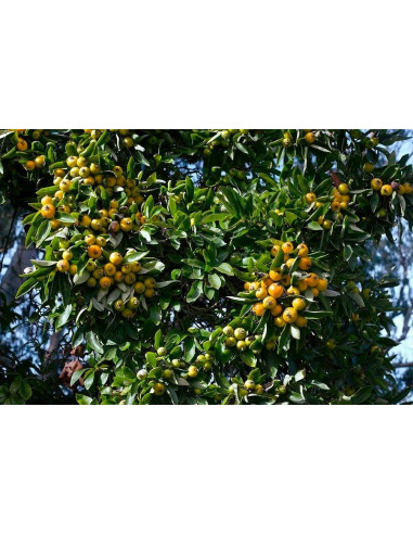 Mexican hawthorn, Manzanita or tejocote fruit...