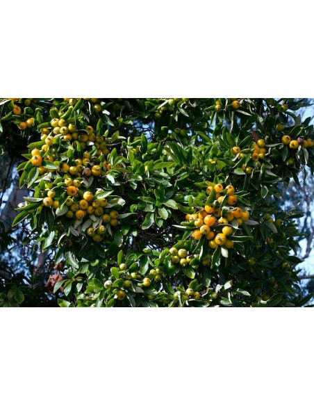 1 Arbolito de Tejocote (Crataegus mexicana) Manzanita, tejocotera, manzana de indias Venta de arbol online