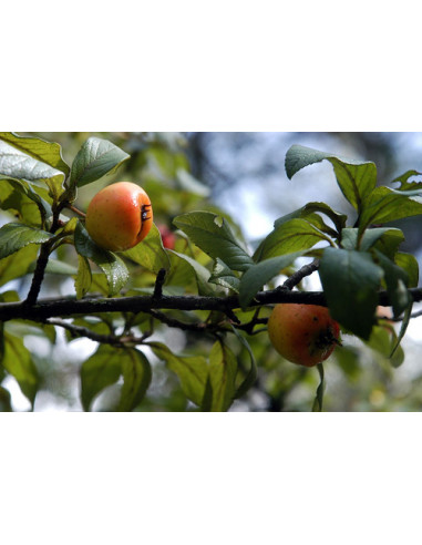 1 Arbolito de Tejocote (Crataegus mexicana)...