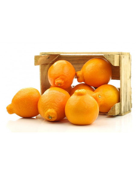 Tangelo ''Minneola'' (Citrus x tangelo) Grafted tree - ORDER HERE DIRECTLY FROM MEXICO