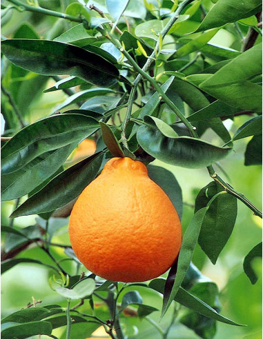 Tangelo ''Minneola'' ( Citrus x tangelo) 1...