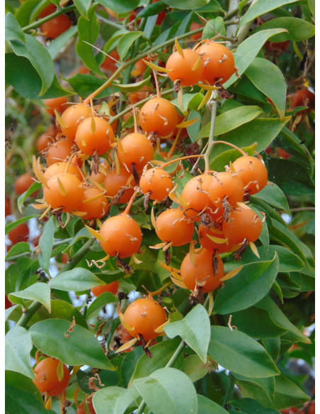1 Uña de gato (Pereskia aculeata) Cactus arbol, Cacto de hoja, cacto rosa o Uña de gato arbustro semi trepador Venta de plantas