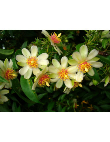 Barbados gooseberry (Pereskia aculeata) CACTI...