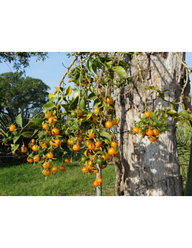 Barbados gooseberry (Pereskia aculeata) CACTI...
