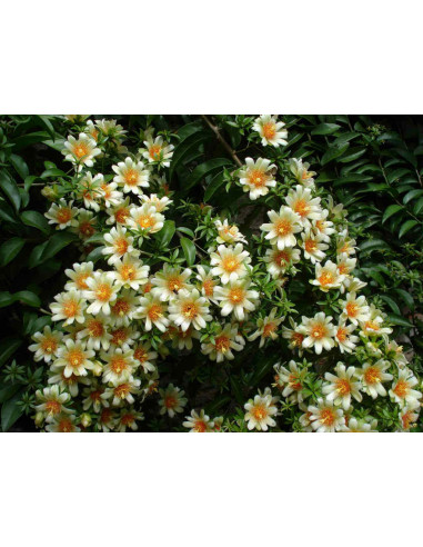 Barbados gooseberry (Pereskia aculeata) CACTI...