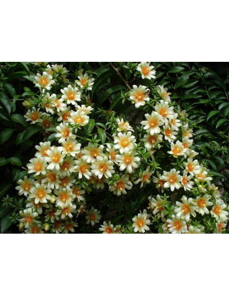 1 Uña de gato (Pereskia aculeata) Cactus arbol, Cacto de hoja, cacto rosa o Uña de gato arbustro semi trepador Venta de plantas