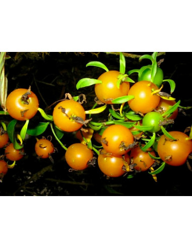 Barbados gooseberry (Pereskia aculeata) CACTI...