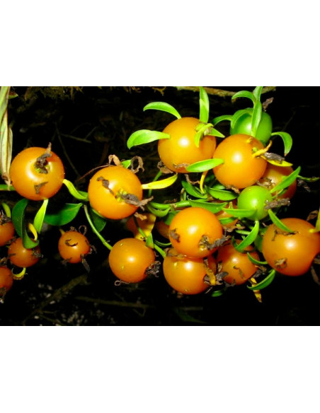 1 Uña de gato (Pereskia aculeata) Cactus arbol, Cacto de hoja, cacto rosa o Uña de gato arbustro semi trepador Venta de plantas